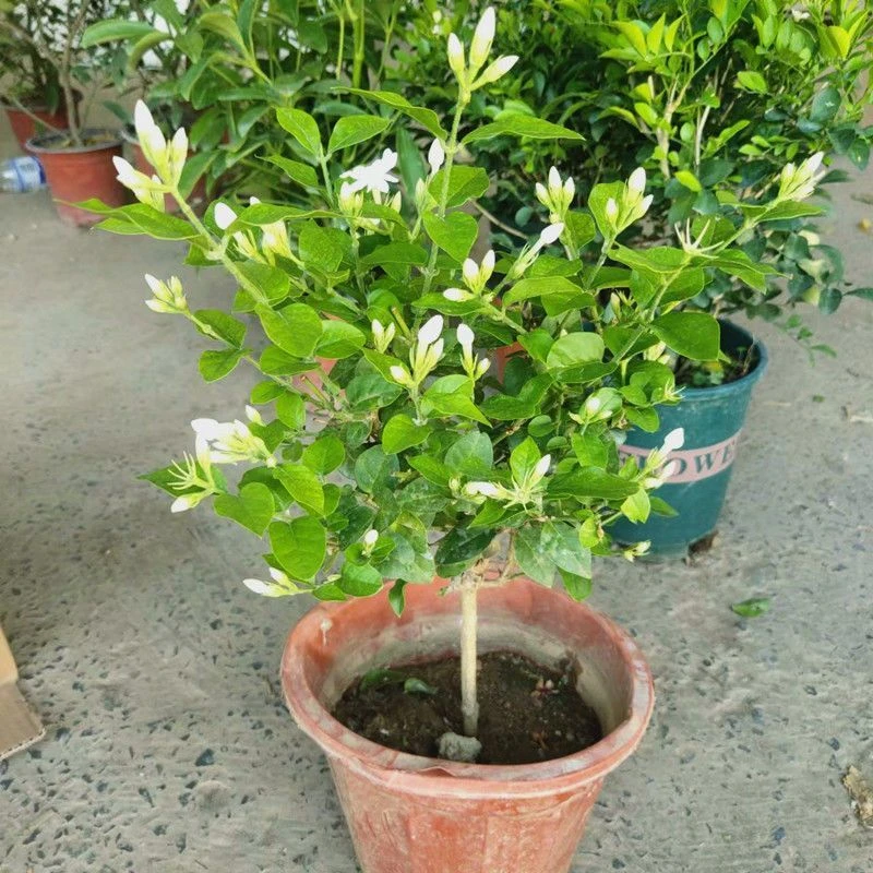 笔尖单瓣茉莉花苗四季盆栽花香浓郁可驱蚊室内外种植