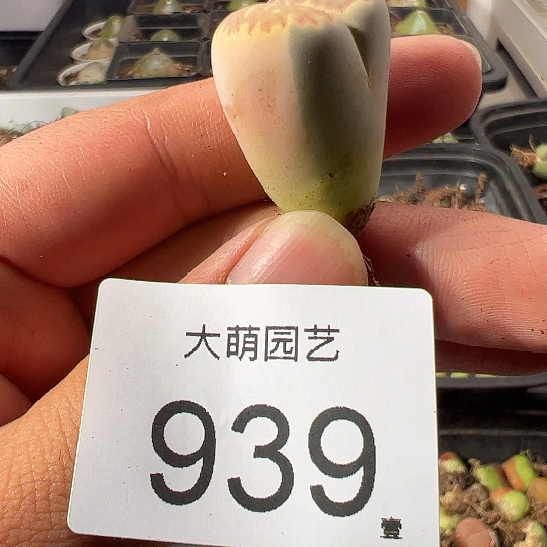 一物一拍。             939