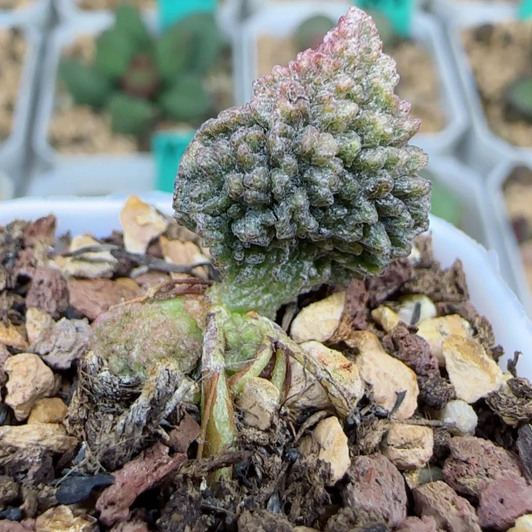 朱杂叶插，带盆发