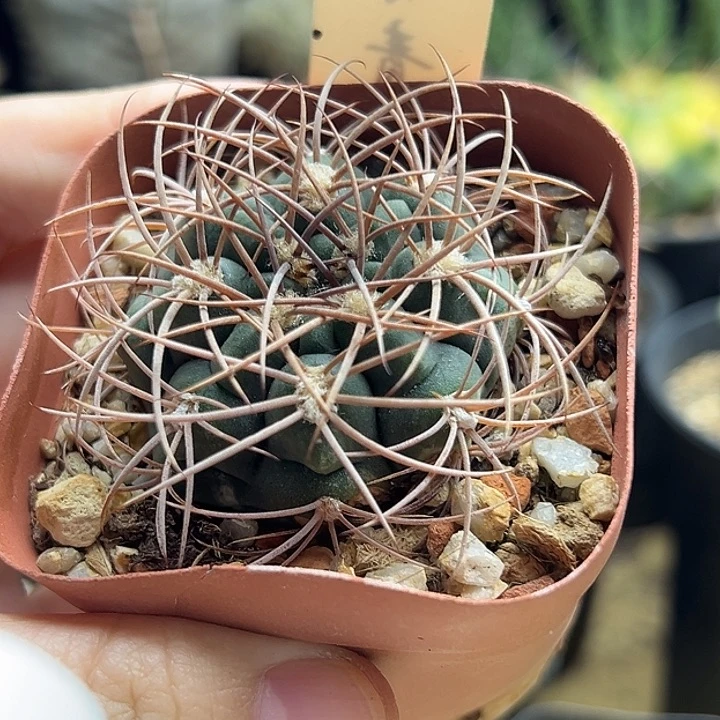 实生狂刺火东球4.7cm