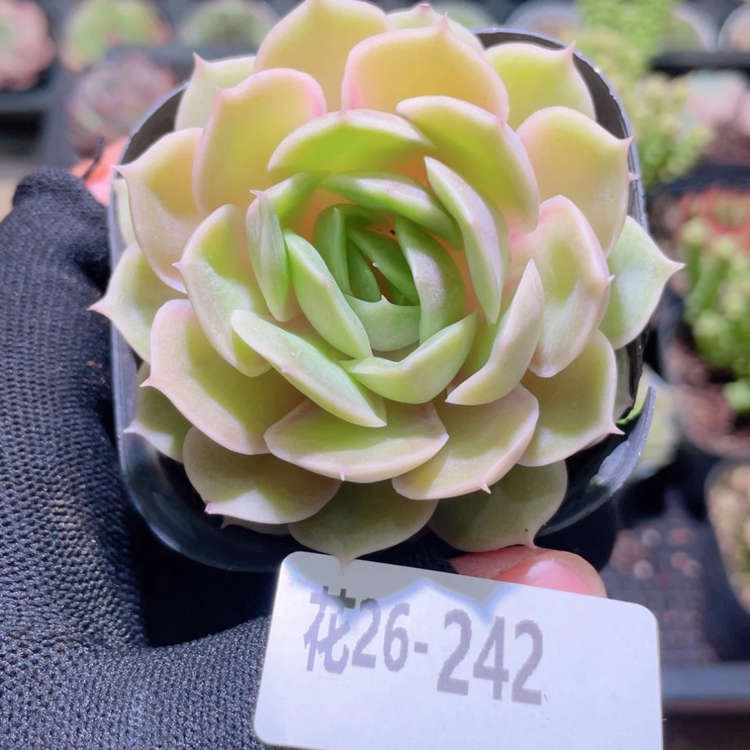 花利美26-242昂斯诺