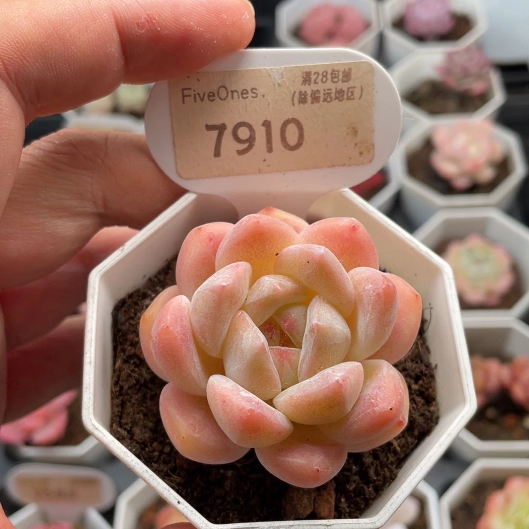 和田玉7910-5厘米