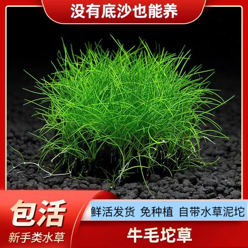 新手体验福利 牛毛大坨前景草坪