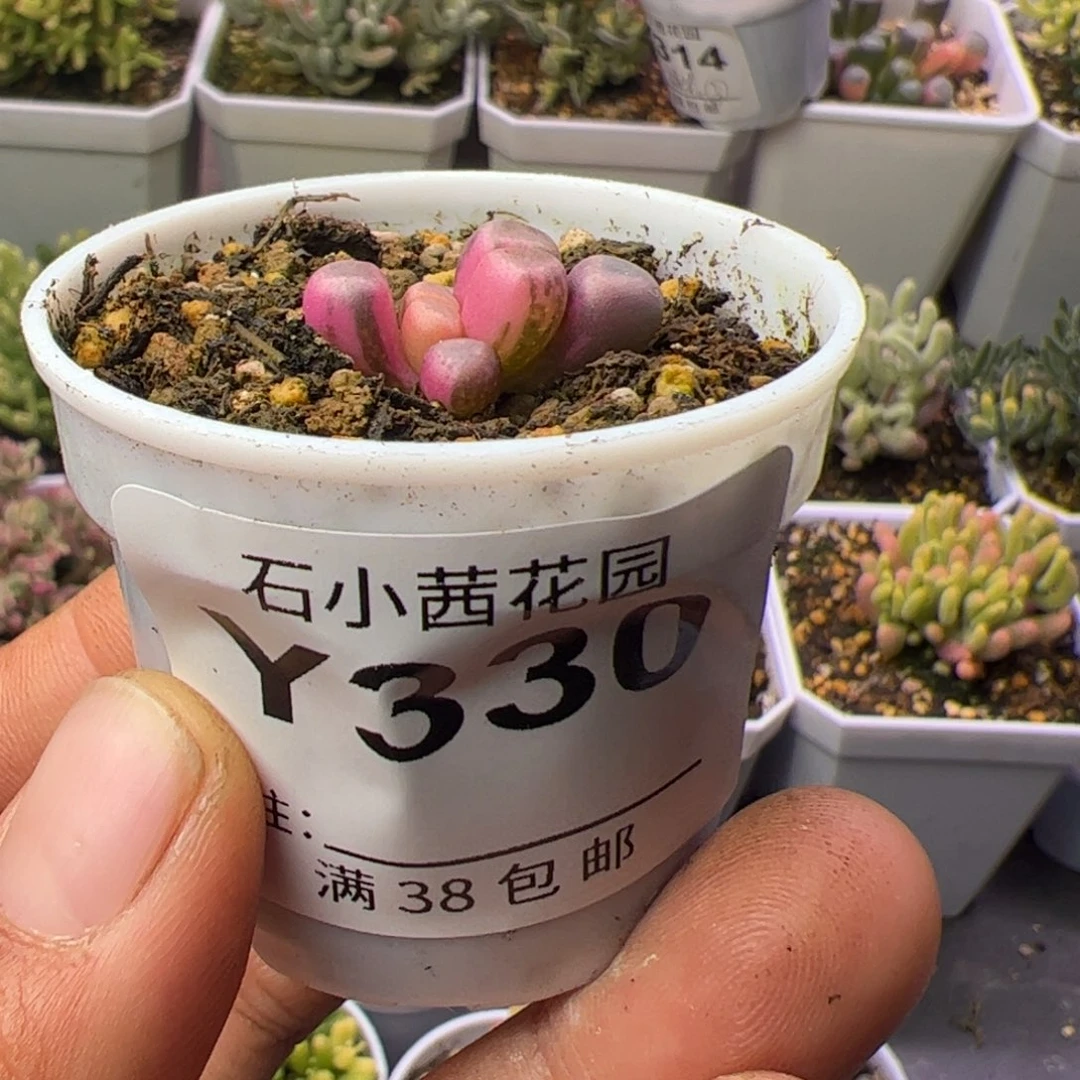 多肉植物五十铃玉锦