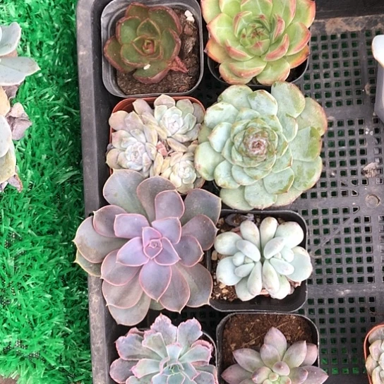 8颗精品多肉植物组合