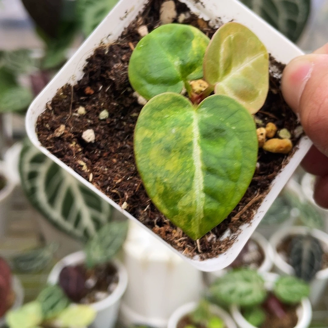 完全开放水晶锦11