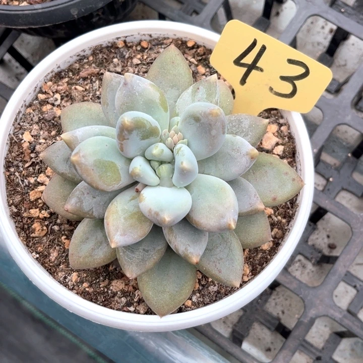 哥特43号码牌子的话