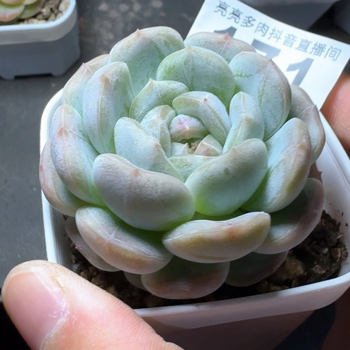 白色恋人福利捡漏