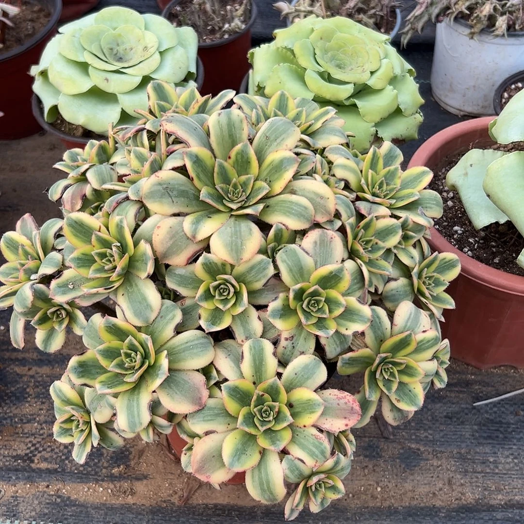 多肉植物星爆老庄