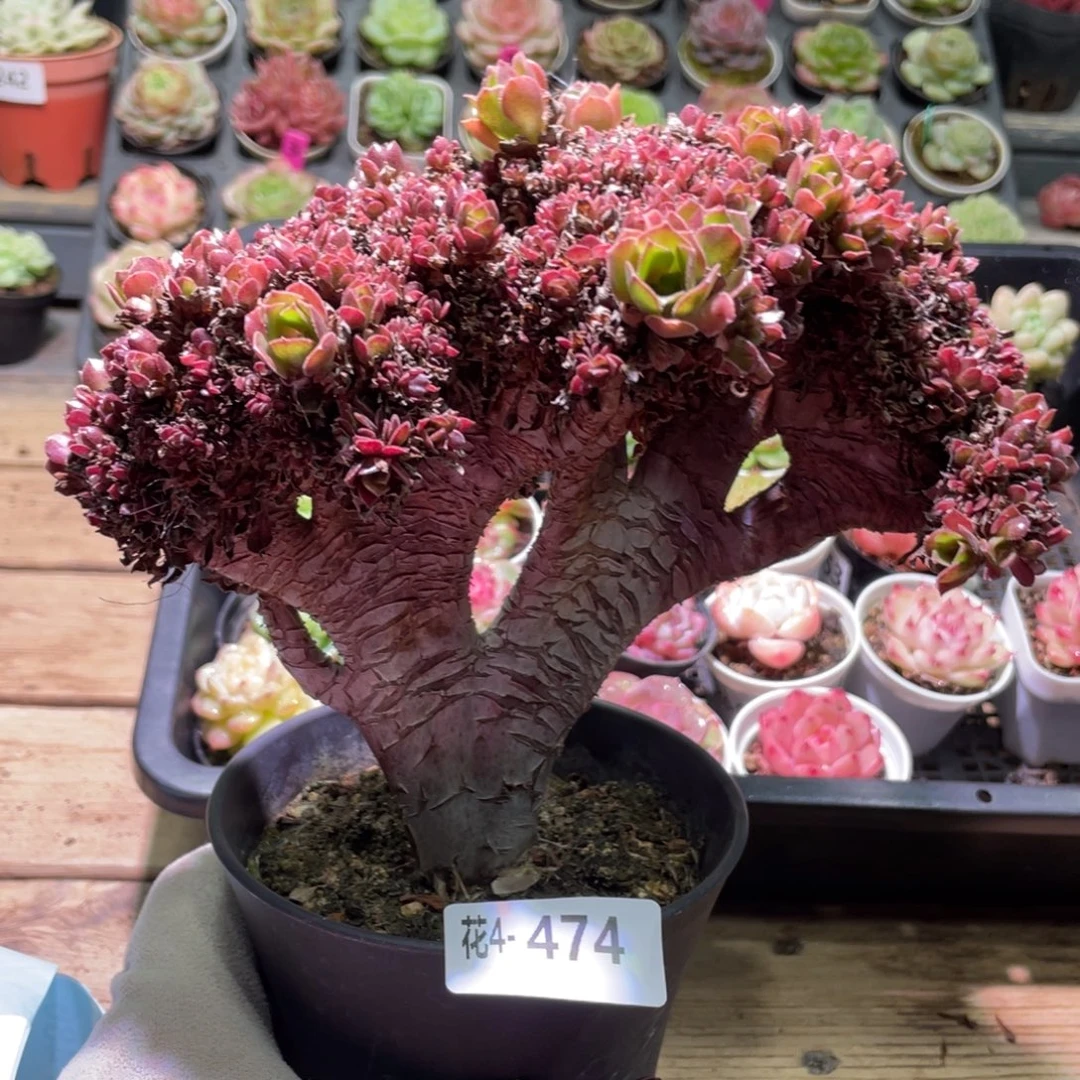 花利美4-474法师缀化