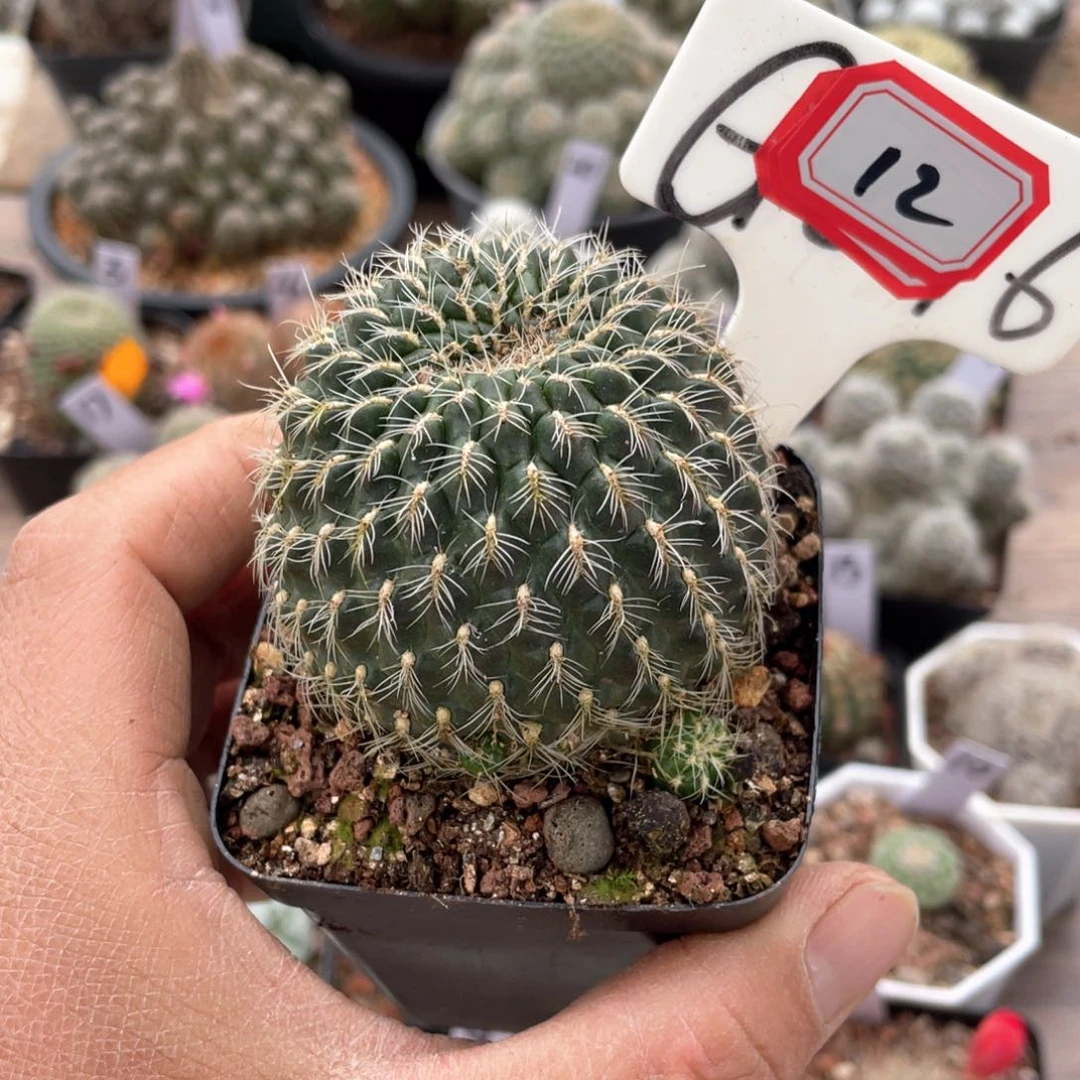 12洋气新款女装韩版修身圆领