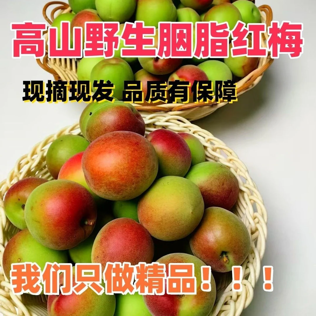诏安富硒青梅高山野生胭脂梅 口感酸脆适合泡酒