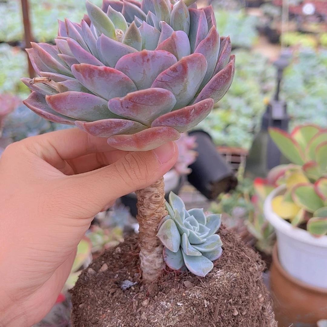 原始哈利沃森大单头精品特价二盆