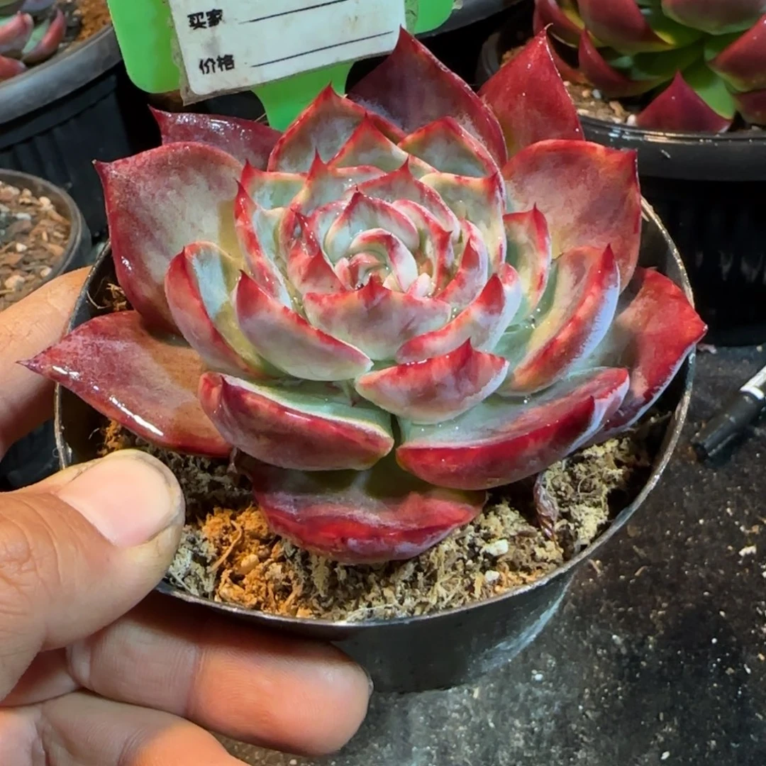 惊鸿一物一拍包装收缩花旱919