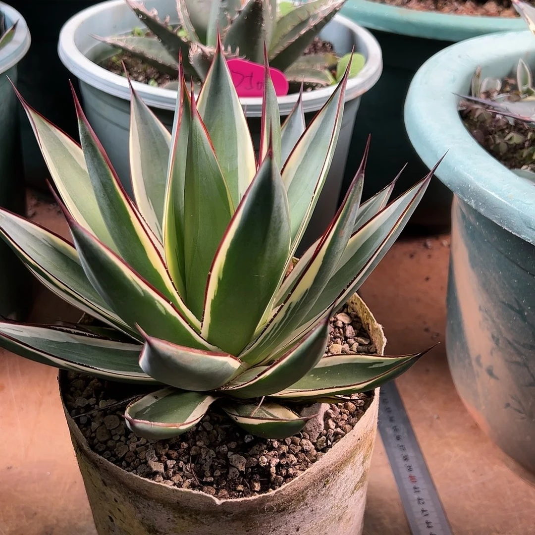 无花朵多肉植物蓝光锦龙舌兰