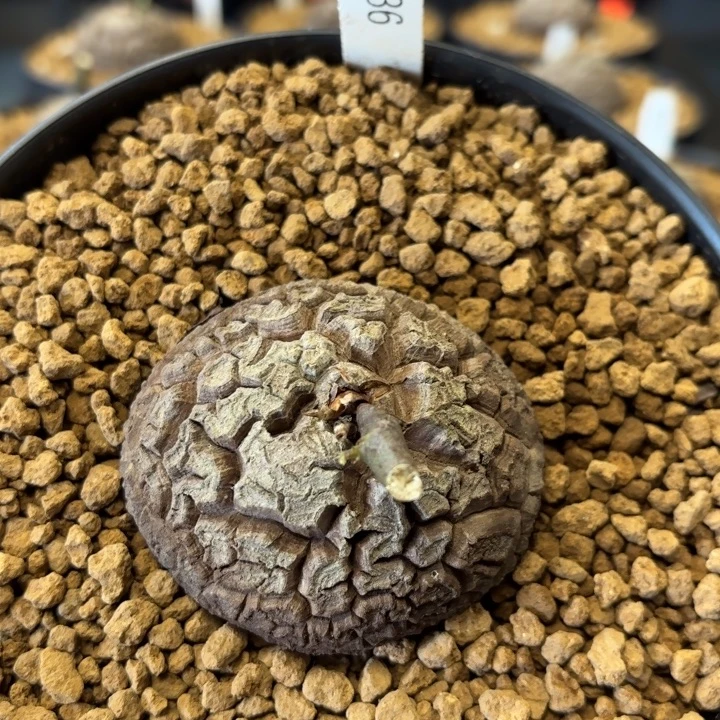 836龟甲龙不退不换