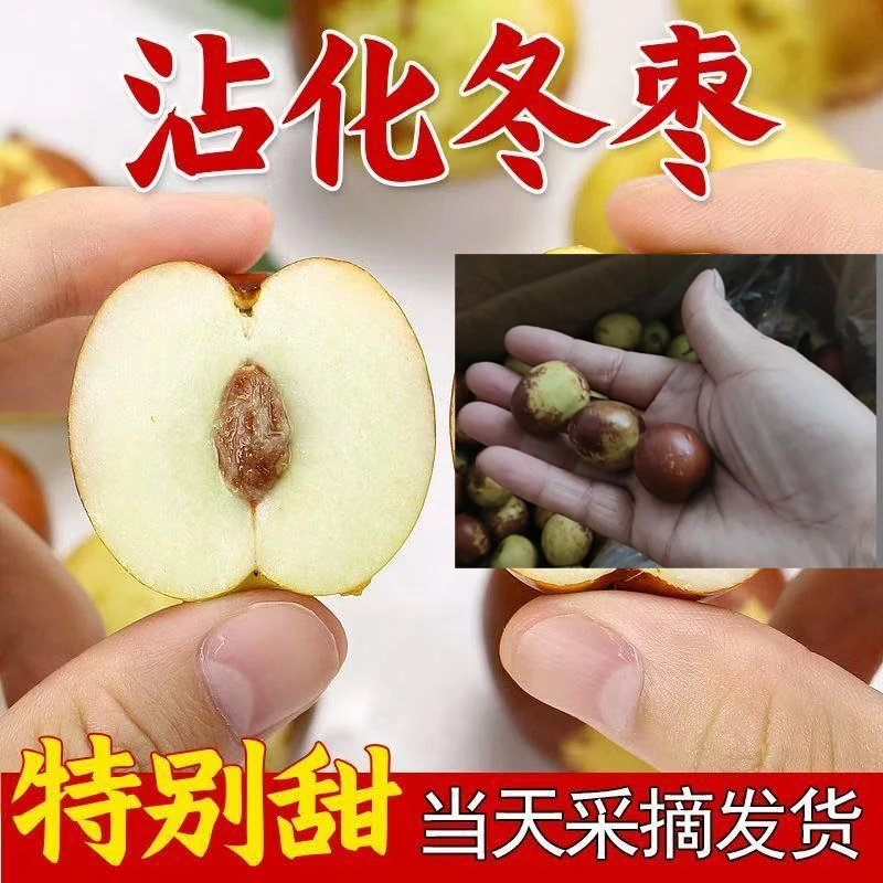 现摘现发沾化冬枣当季新鲜脆甜超大多汁水果园产地直供包邮