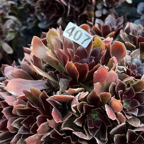 小***包多肉植物一个噩魔407