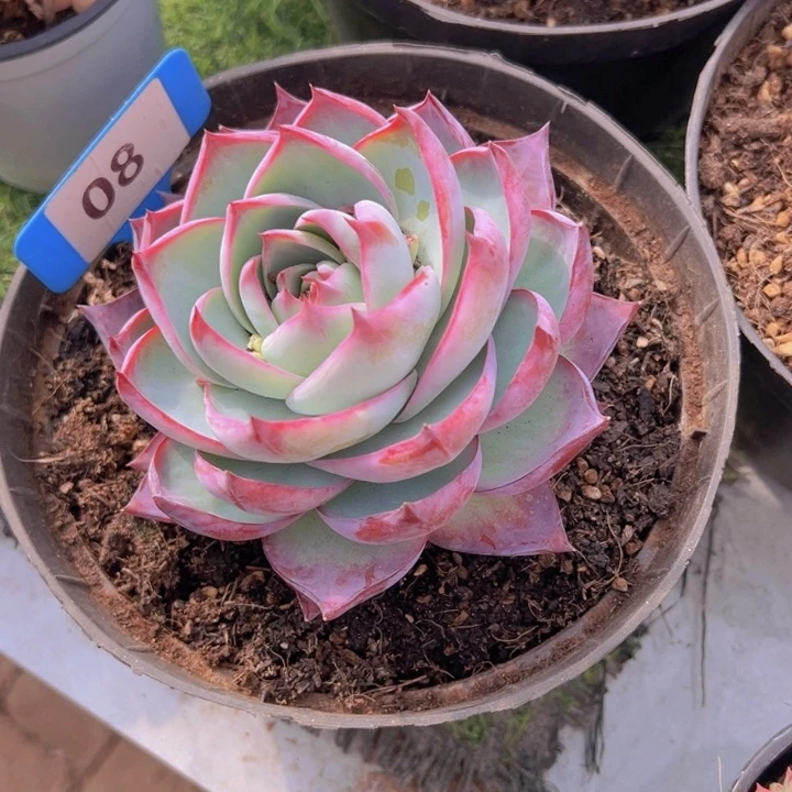 健健康康平平安安