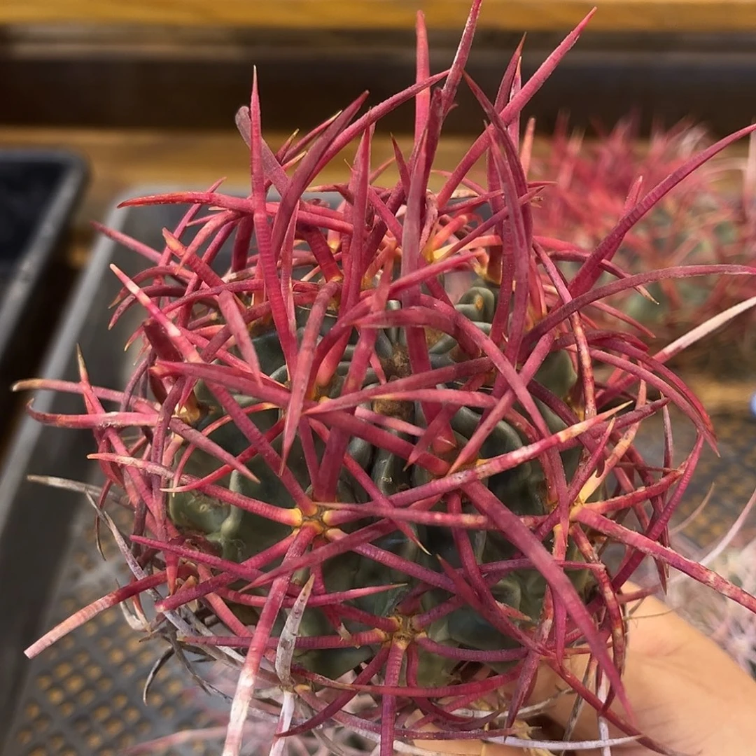 潮流植物 大龙冠