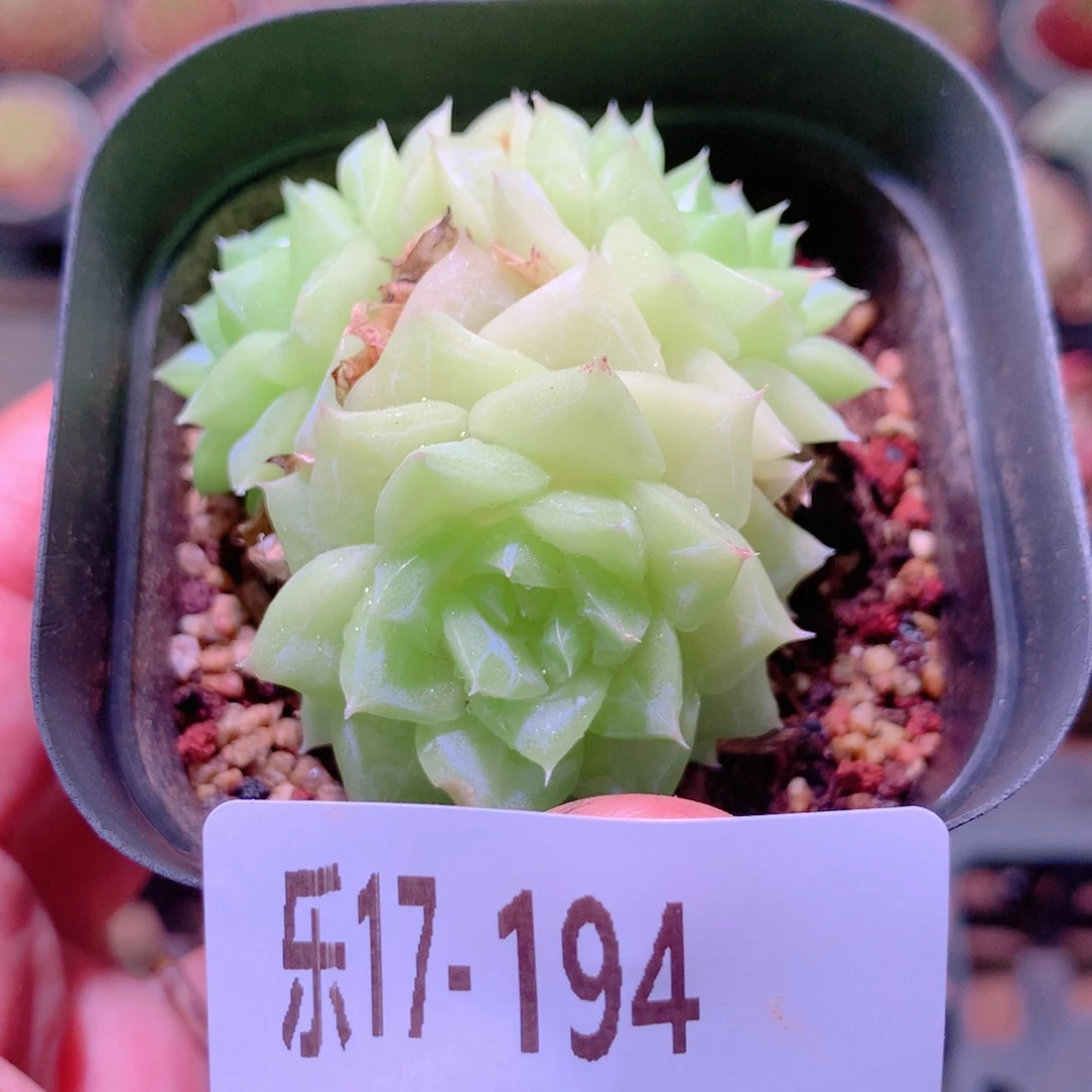 乐然17-194 白天鹅