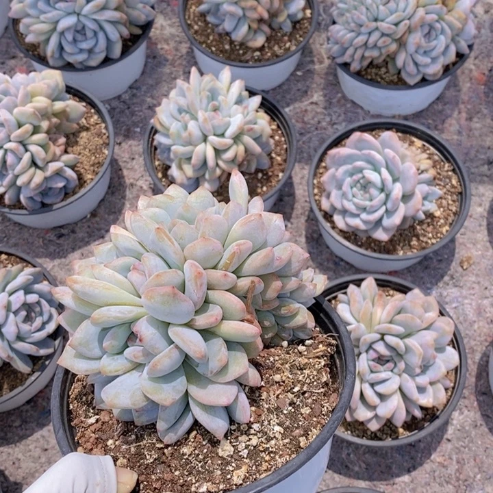 沿****国035号多肉植物保护研究所