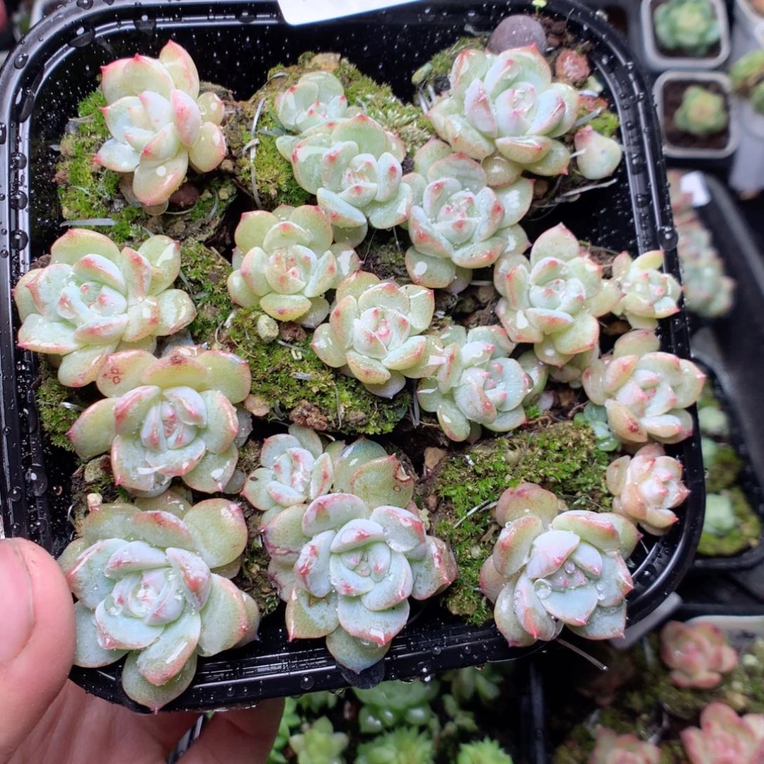 无花朵Q71粉钻yyyyy
