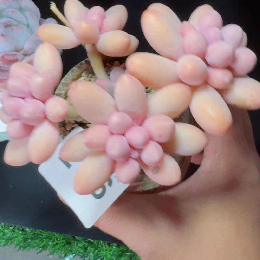 汤圆群生整装无砍