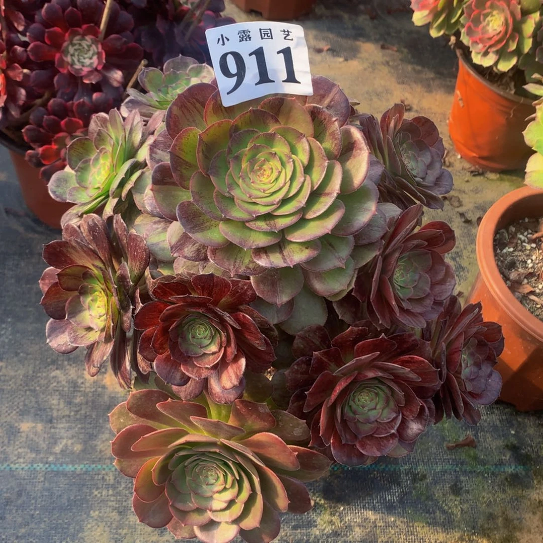 半*多肉墨染911.00000