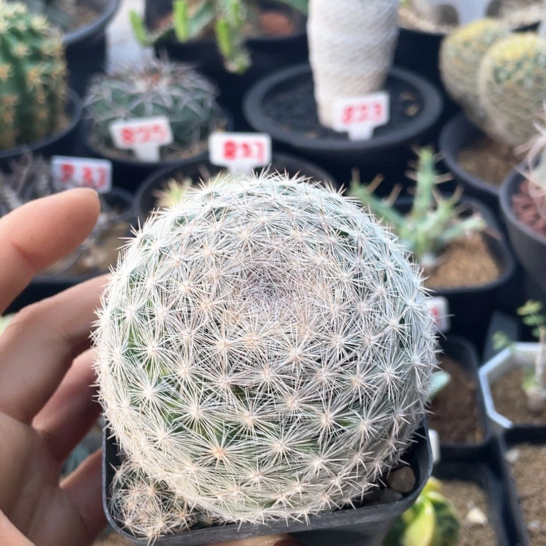 实生超白樱月仙人球多肉