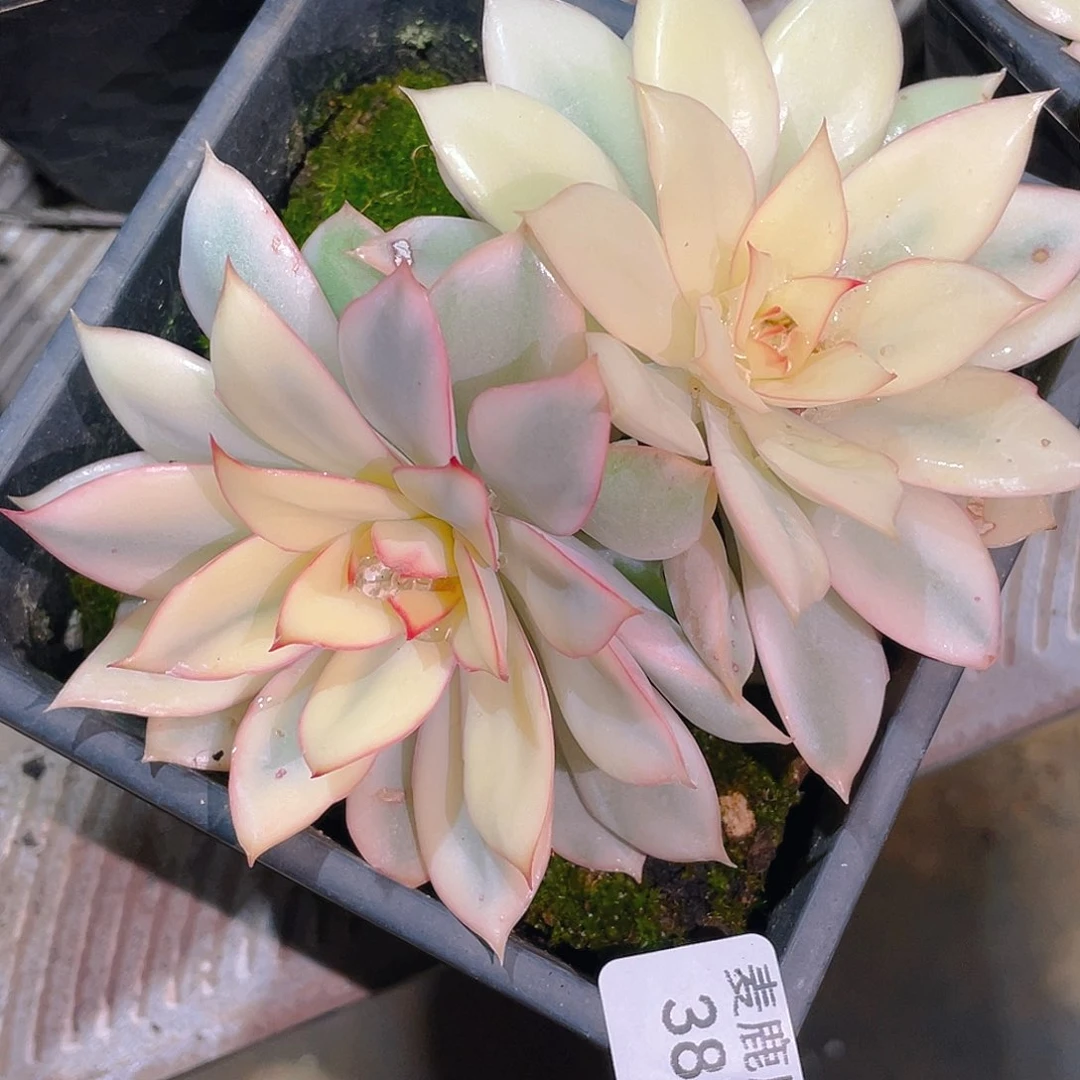 387 月光女神锦。