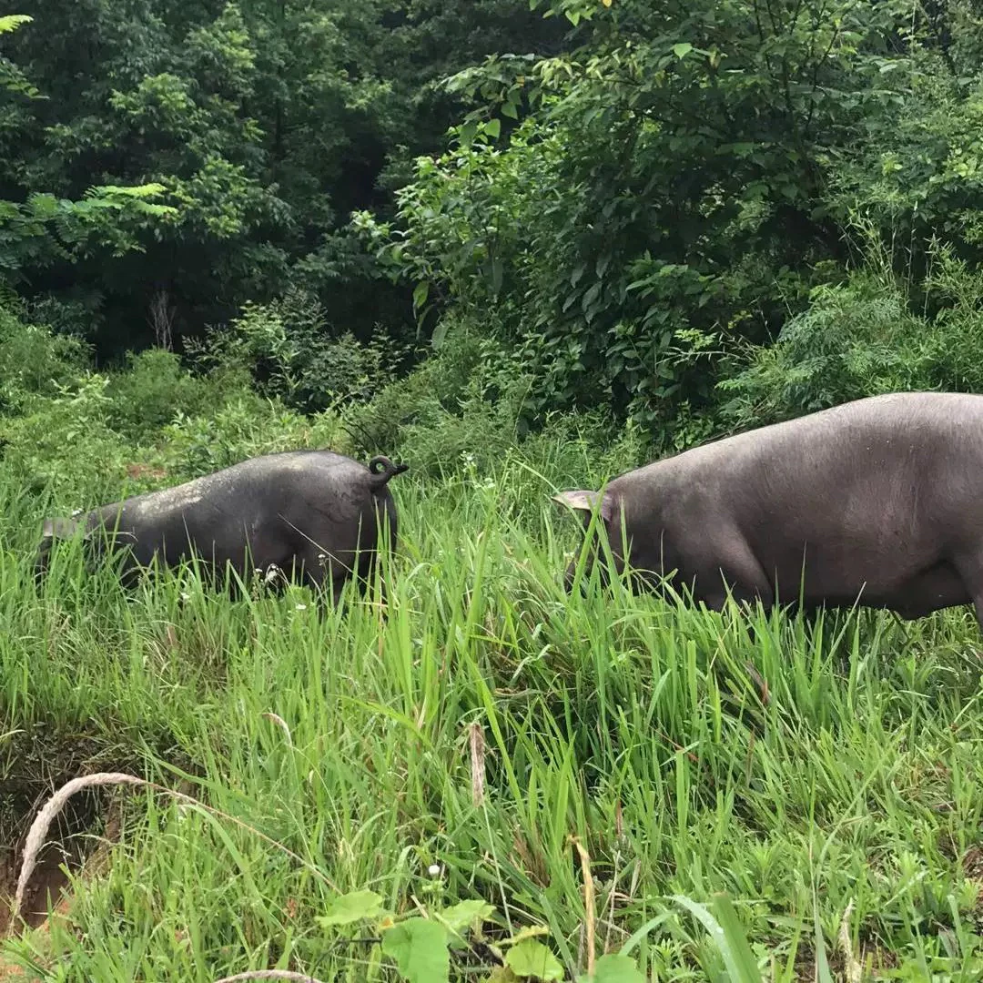 土黑猪 顺丰冷链包邮