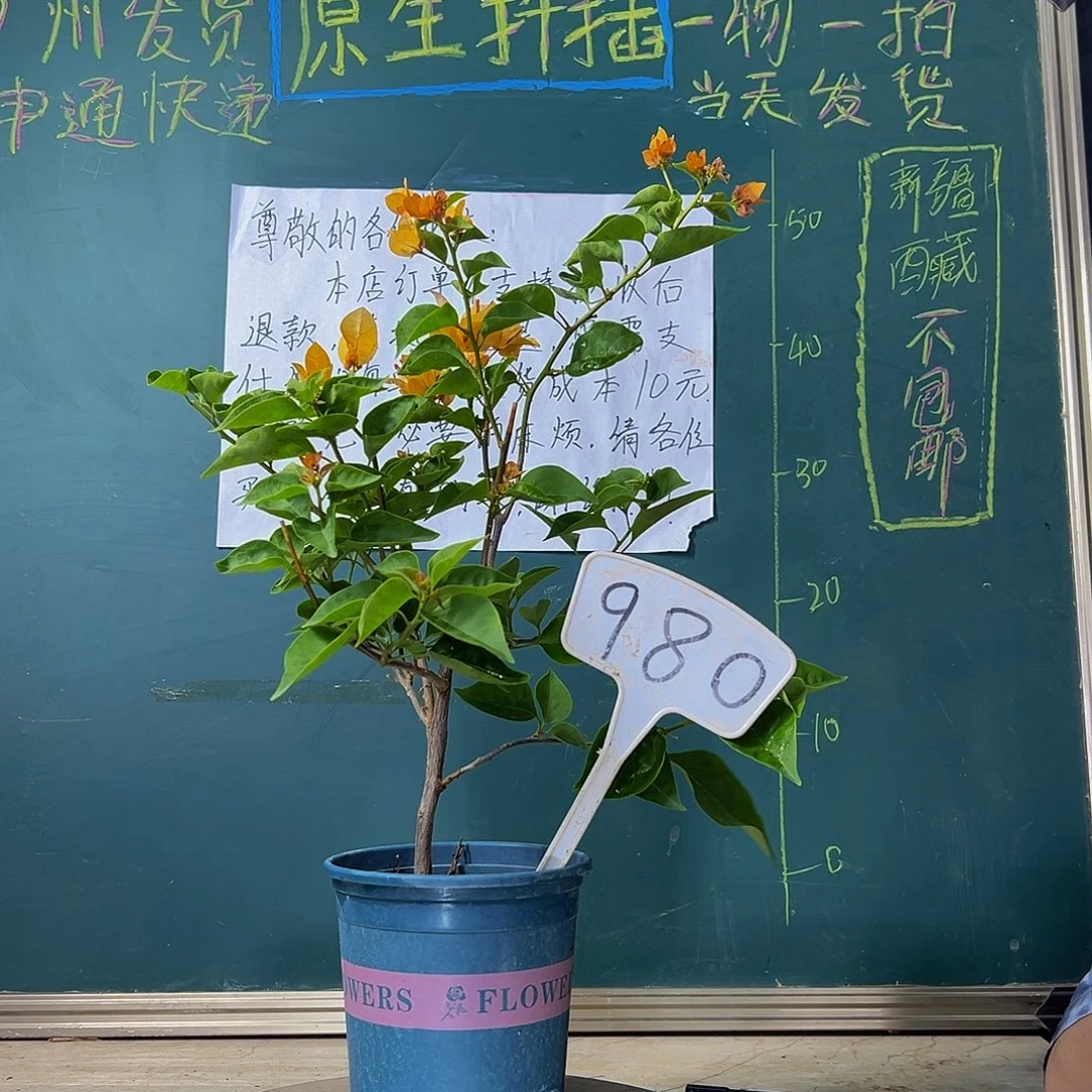 当前无花栽培后可以开花柠檬黄 980