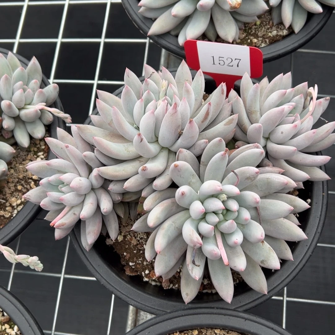 努***鹏1527肉多多哦哦多么