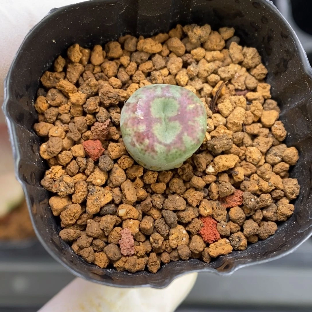 多肉植物肉锥杂交K-3190 超八杂猴脸 水渍福利