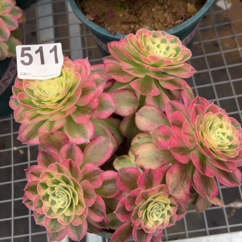 511玉姿朵朵16厘米左右