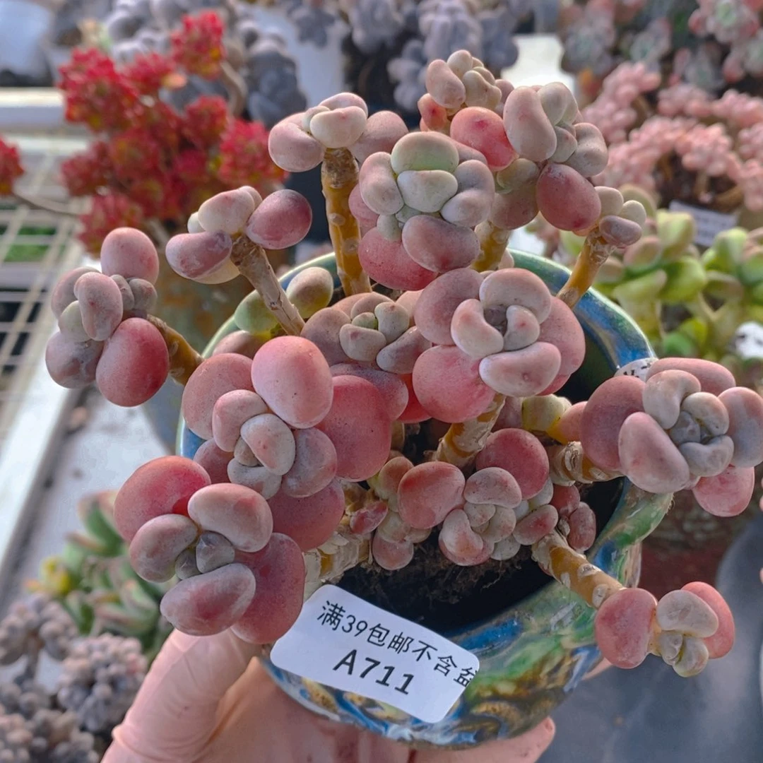 腰子洛神10cm711多肉植物