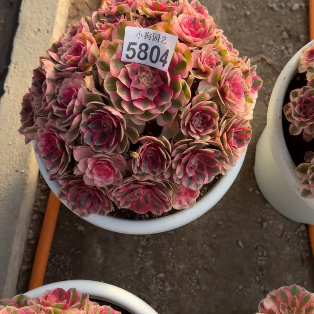 君***哥倾城多肉植物5804