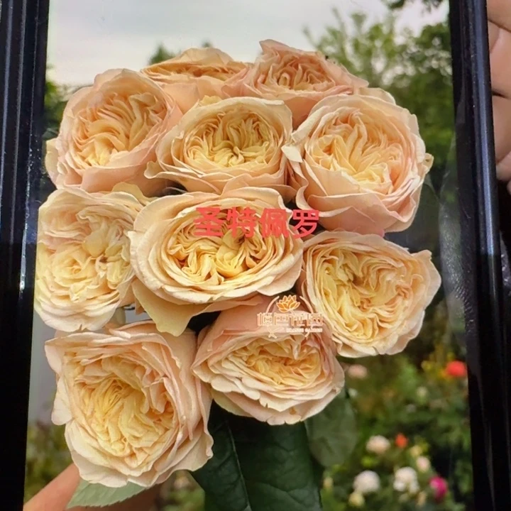 无花朵圣特佩罗小苗