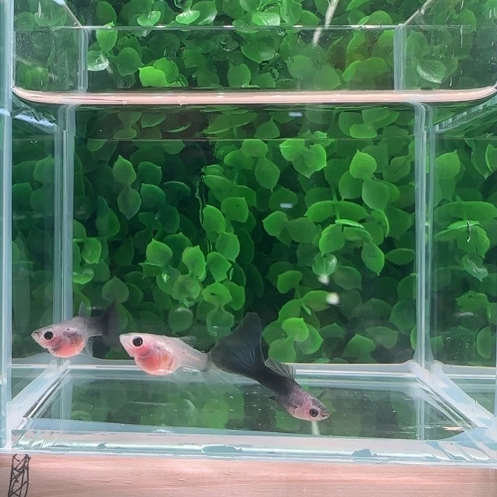 孔雀鱼13蓝礼服玻璃猫一公两母