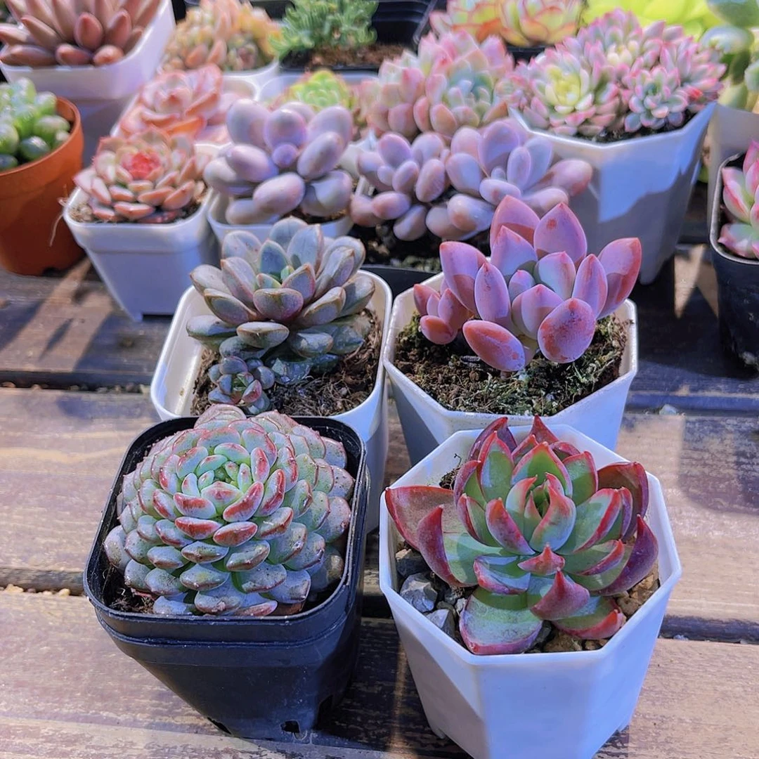 葡萄。奥普。白胖。惊鸿