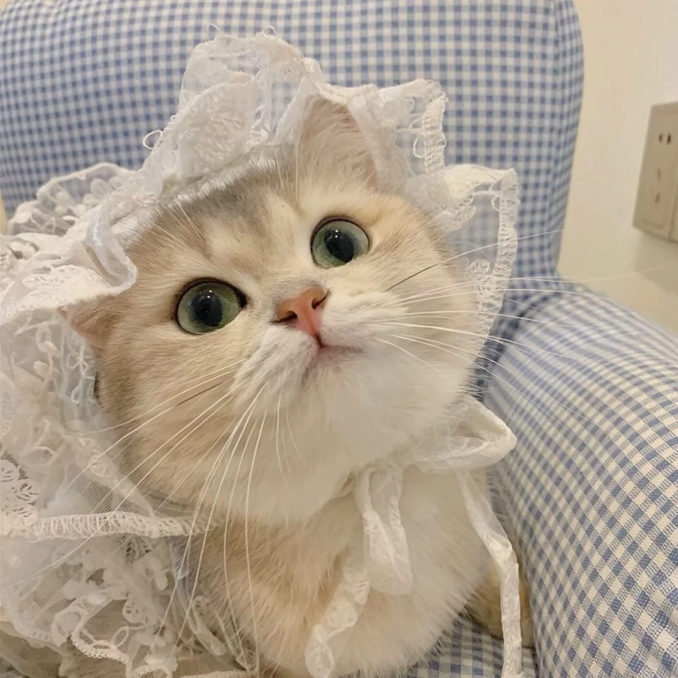 【魏家潮宠】高端猫咪活体链接