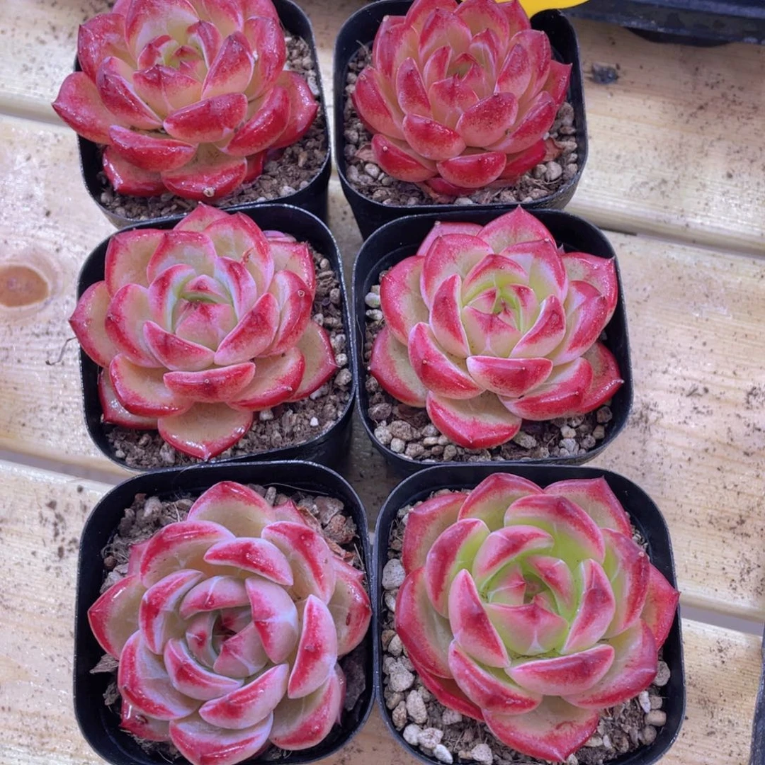 512号 全状态果冻夜魔侠单头一个