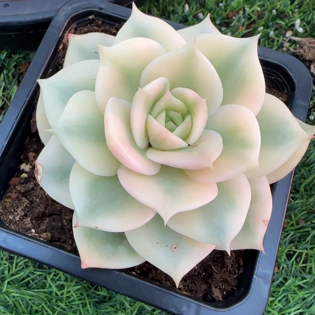 贝加尔湖锦多肉植物