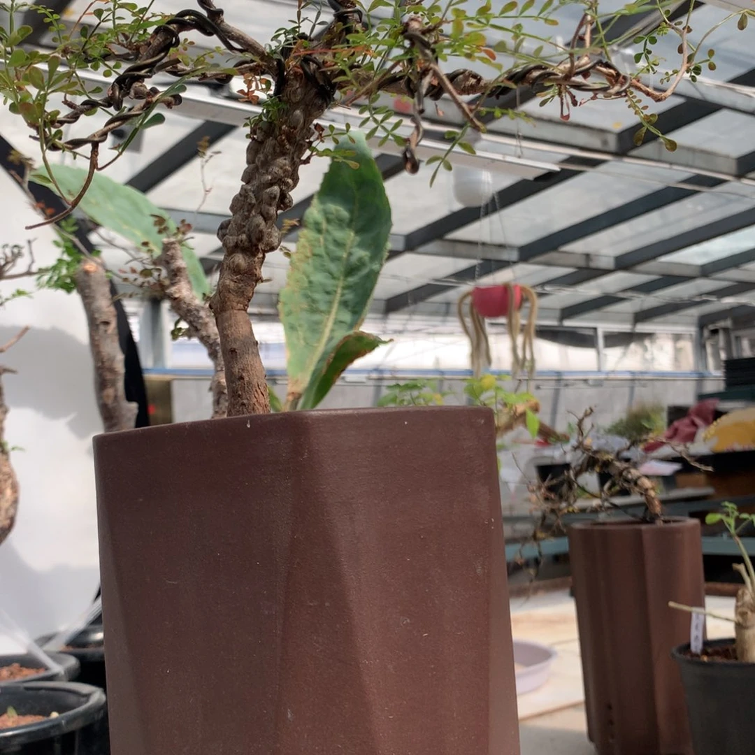 福利款象足漆树实生实生