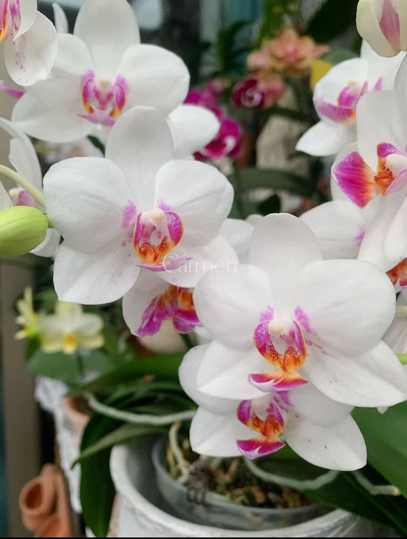 花大王【钢琴师】全花发货 3.0寸杯未出梗白色系蝴蝶兰