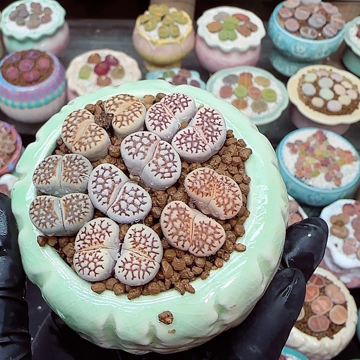 生石花满18包邮1223-82