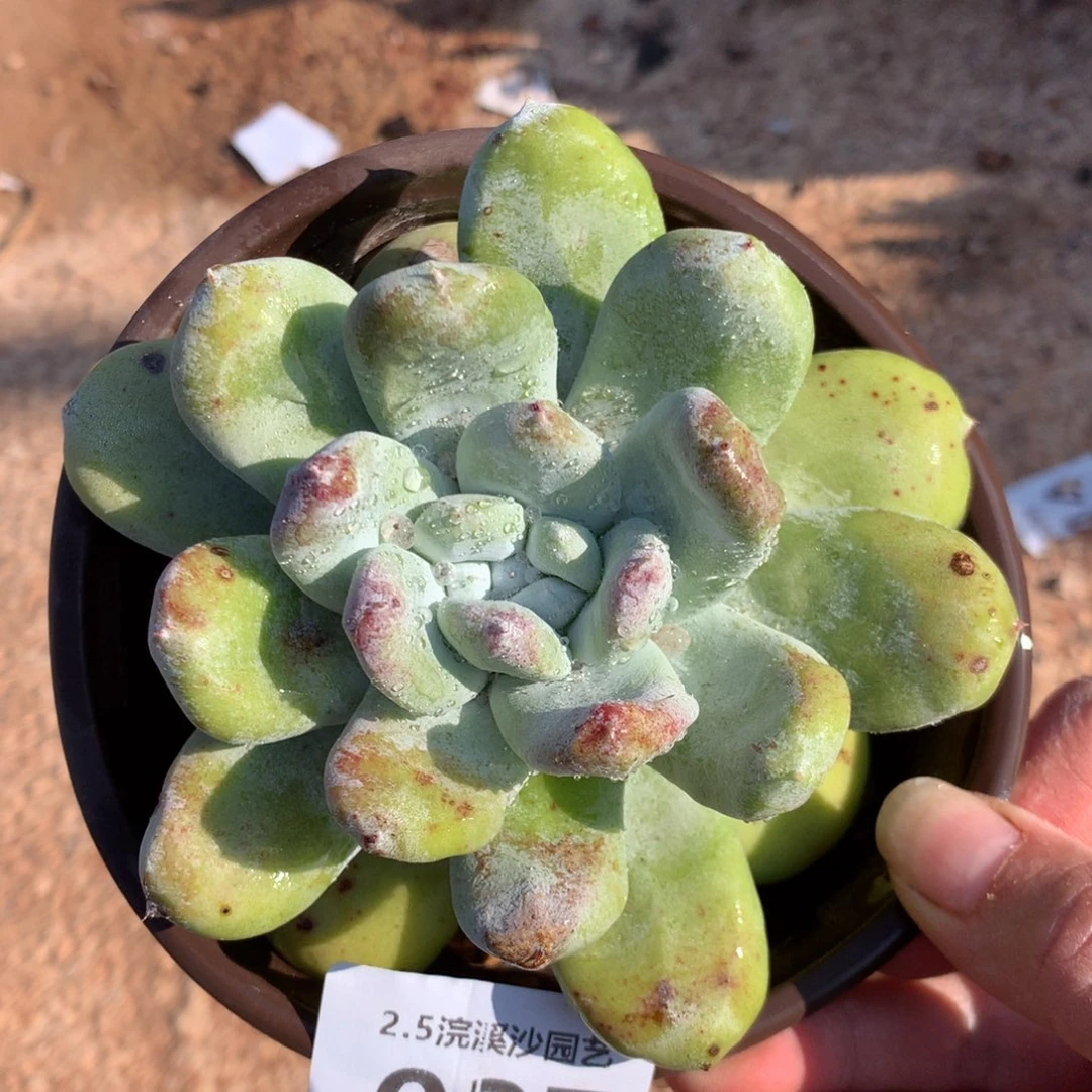 拇指，2月8日发货多肉