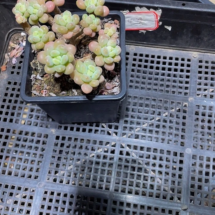 燕*舞14号筐带盆土发货