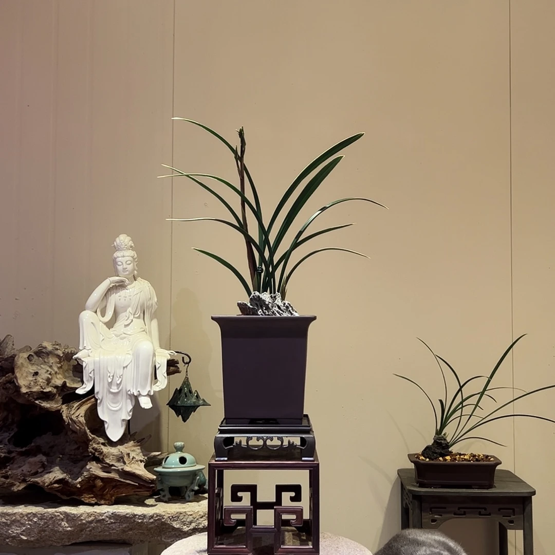 大部分花苞少量开放金碧辉煌